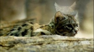 Черноногая кошка|Самый беспощадный охотник в мире|Blackfoot Cat| The World's Most Ruthless Hunter