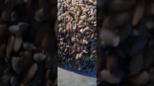 лён золотистый