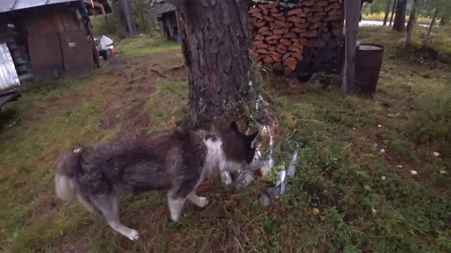 Дальневосточная рыбалка верховье р.СелемДжа часть 1 смотреть онлайн