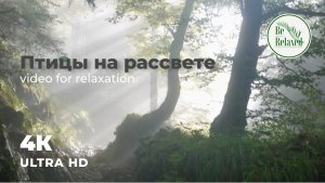 Пение птиц на рассвете, расслабление и красота природы