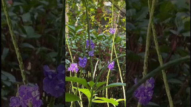 Wild Flowers Love The Colours Lavender