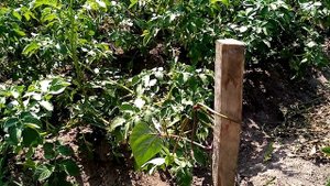 Как быстро и просто подвязать вьющуюся фасоль/вьющиеся растения/лианы