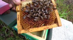 ОСЕННЕЕ ЛЕЧЕНИЕ ПЧЕЛОСЕМЕЙ, ИСПРАВЛЕНИЕ ПРОБЛЕМНЫХ СЕМЕЙ В ЗИМУ.