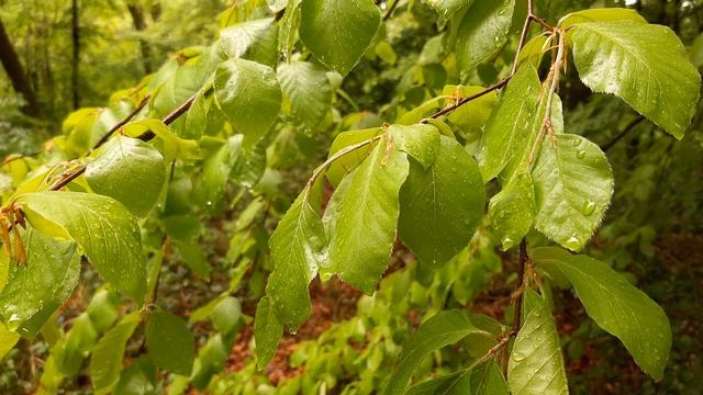 Звуки дождя и звуки леса - расслабляющая музыка для сна смотреть онлайн