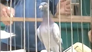 Почтовые голуби Дерюгина Петра Никифоровича.