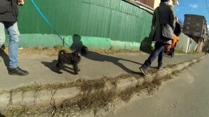 272. Первая прогулка с щенком. Как выгуливать щенка, как впервые выйти на улицу