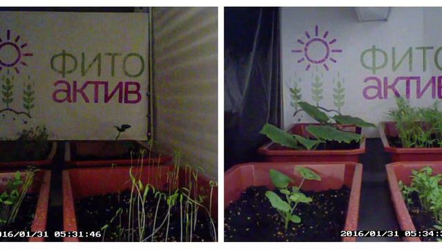 Эффективность роста растений под LED лампами ФИТОактив смотреть онлайн