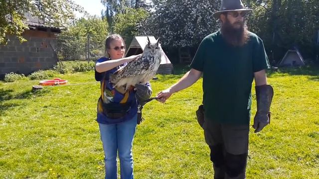 Visiting a falconer - amazing: owl lands on my arm / Falknertag: unglaublich: Eule landet auf Arm