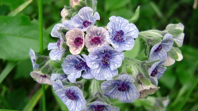 Циноглоссум, или Чернокорень лекарственный. смотреть онлайн