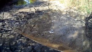 В этой луже рыба. В поисках крупной рыбы. Рыбалка руками! Спасение малька.