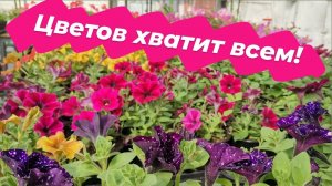 К рассадному сезону готовы| Обзор теплицы