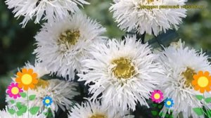 Нивяник наибольший Сумасшедшая Дейзи. Краткий обзор, описание leacanthemum maximum Crazy Deisy