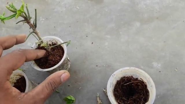 How to grow hibiscus cuttings without any rooting hormone in cocopeat | propagate hibiscus cutting смотреть онлайн
