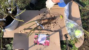 Розы из питомника ROSESMOL. Распаковка посылки. Обзор саженцев роз. Сорта роз. Осеннее цветение роз
