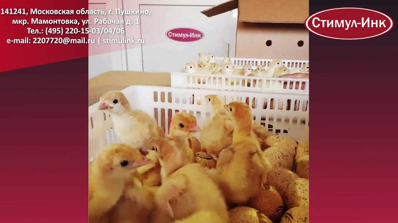 Инкубатор Стимул-4000М