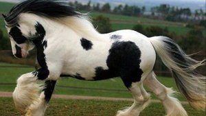 ?Породы лошадей! Тинкер! (Цыганскияй коб)