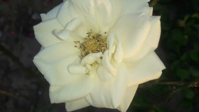 Best Beautiful White Rose Flower Without Watermark