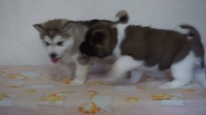 щенки Аляскинского маламута и американский акиты