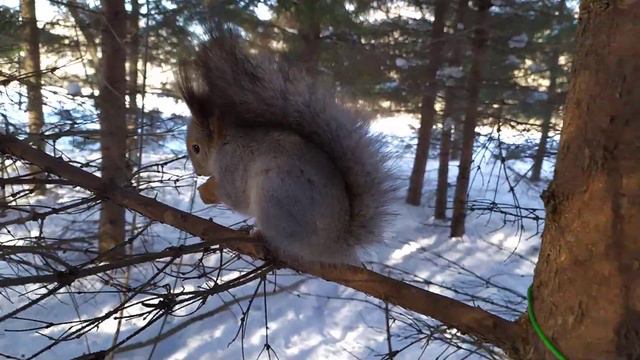 Подкармливаю двух белок в ельнике. I feed two squirrels in a spruce forest смотреть онлайн