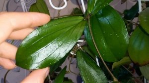 ??Неприхотливые, недорогие и очень красивые хойи. Часть 3.