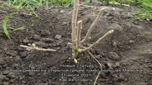 Выращивание калины в саду – что нужно знать о посадке и уходе за растением