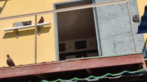 ХИЩНИК И ГОЛУБИ: 1/0 в мою пользу (атака хищника).