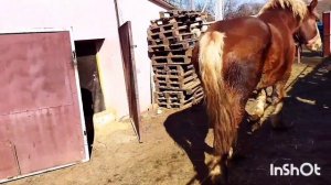 ЛОШАДИ/ЦЫГАНСКАЯ КОБЫЛА ЛИТОВСКИЙ ТЯЖЕЛОВОЗ ДЛЯ ПРОДАЖИ/horses/gypsy mare for sale