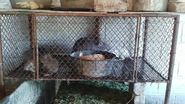 Нутрии купаются. смотреть онлайн