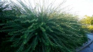 Ива пурпурная I Salix purpurea