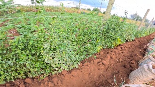 Unexpected Suprise in our dream home / The new Look of our Kitchen Garden смотреть онлайн