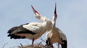 Аист на крыше