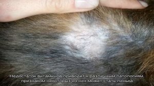 Почему у шиншиллы выпадает шерсть и она линяет