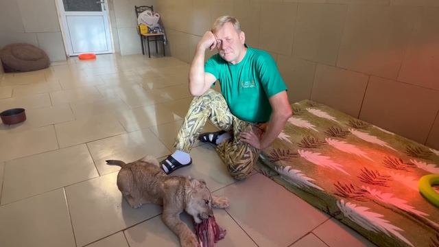 Маленькая львица КУШАЕТ, а Олег Зубков рассказывает как на львов влияет ОДЕЖДА и ЗАПАХИ людей! смотреть онлайн