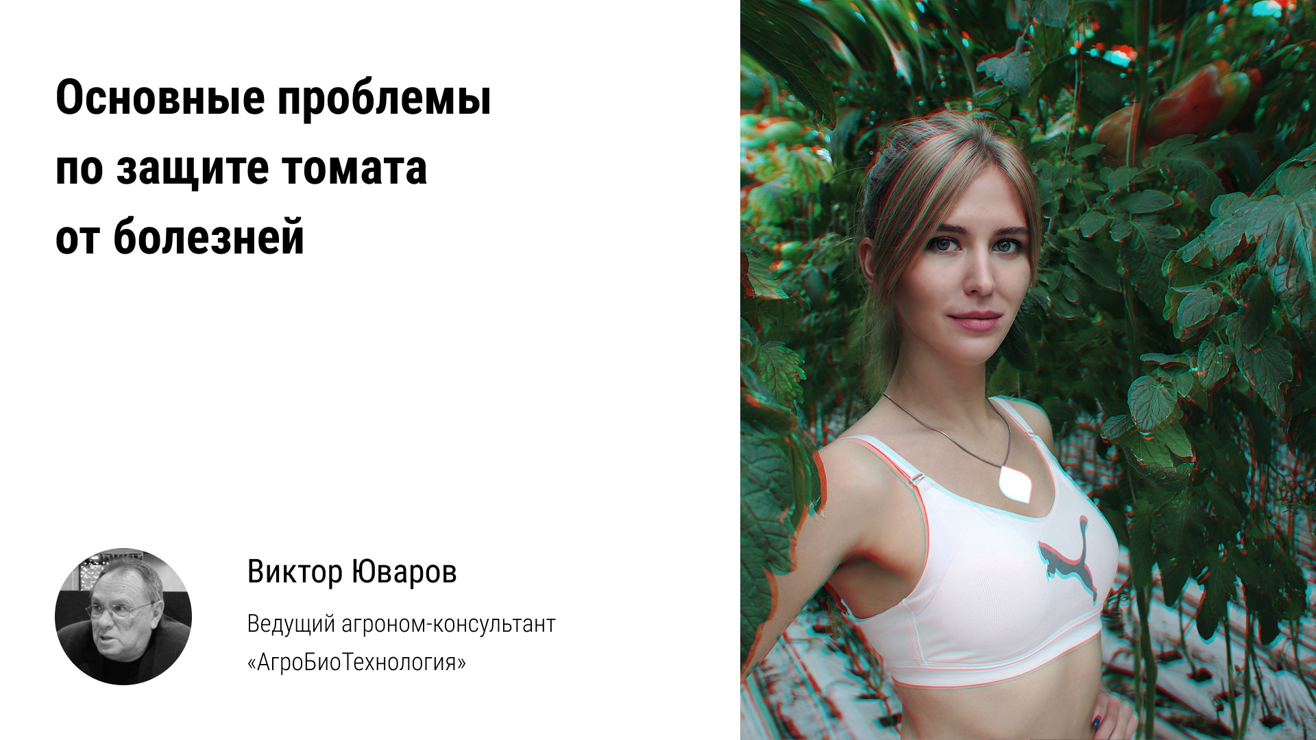 ? Основные проблемы по защите урожая томата от болезней в промышленных тепличных комплексах