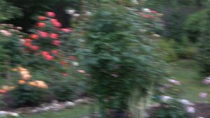 Инновационная серия роз PLANT n RELAX