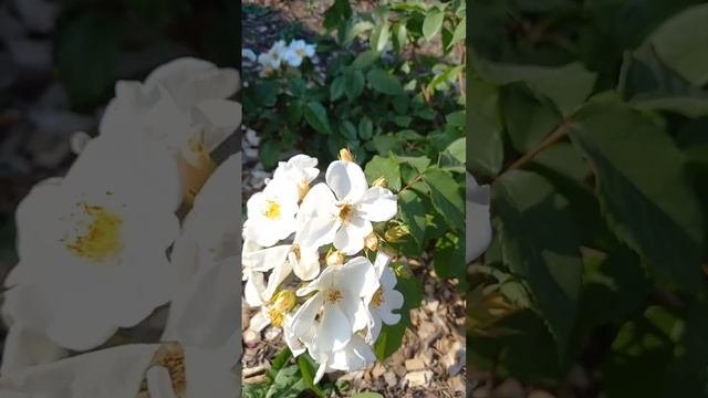 Розы мускусные и почвопокровные