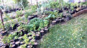 Potted Plants for Sale! (local)