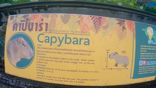 Контактный Зоопарк Khao Kheow Тайланд смотреть онлайн