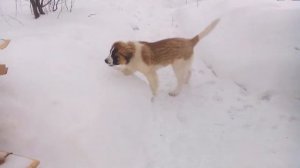 Московская Сторожевая 4 месяца