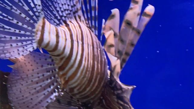 Калининград. Зоопарк-Янтарный. смотреть онлайн