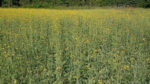 Состояние рапса на 21.06.2023г. Рапс яровой сорт Викинг. #мтз #фермер #работа #работавполе