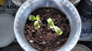 11марта24г. Пора подсыпать рассаду перцев и баклажан.Советы для начинающих.