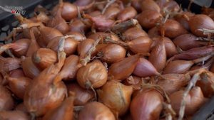 ПОЛИЛ ЛУК ЭТИМ - ГОЛОВКИ ТУТ-ЖЕ РВАНУЛИ В РОСТЕ! ЭТА ПОДКОРМКА ДЛЯ ЛУКА ОТ ПОДРУГИ РАБОТАЕТ!