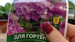 Секреты выращивания гортензий ? на подоконнике,как черенки выглядят.