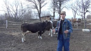 какой смысл сдавать молоко на молоковоз за копейки, заработок в деревне