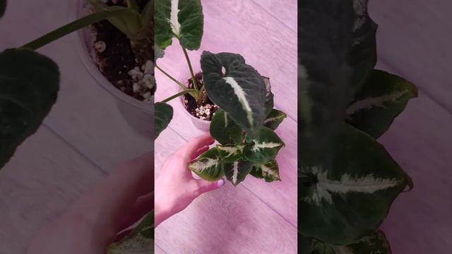 Сингониум Яичница.Не удалось вернуть вариегатность? смотреть онлайн