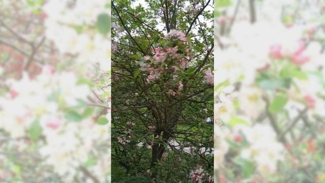 Вслед за черёмухой и вишней смотреть онлайн