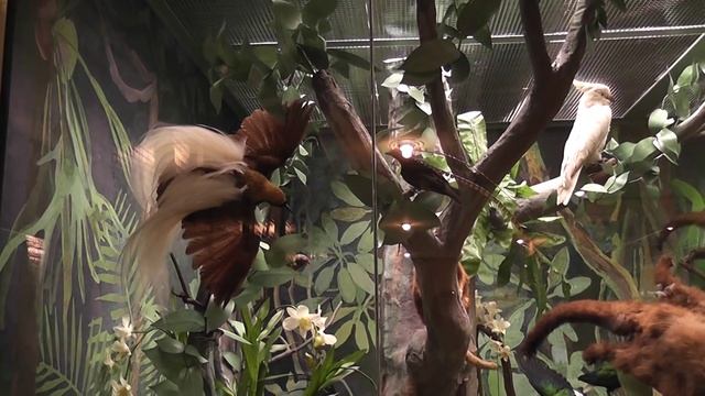 Музей Дарвина (ч.1) смотреть онлайн