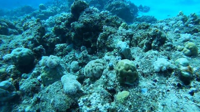 Остров-государство Маврикий.Дайвинг на севере в кристально чистой воде.Октябрь2019