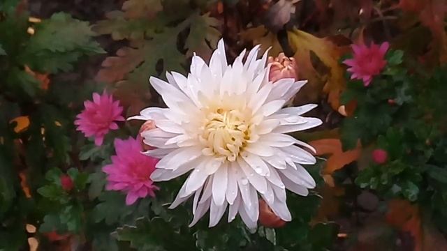 Релаксация. Цветочная разноцветная палитра